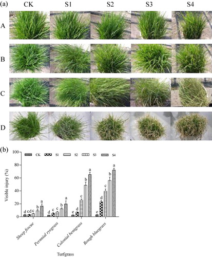 Figure 1. Effect of SO2 on symptoms (a) and visible injury (b) of four cool-season turfgrass species. A, B, C, and D represent sheep fescue, perennial ryegrass, colonial bentgrass, and rough bluegrass, respectively.Note: Mean values are presented with vertical error bars representing the standard deviations (n = 3). Different letters above the column within the same turfgrass species indicate significant differences among treatments (P < 0.05).