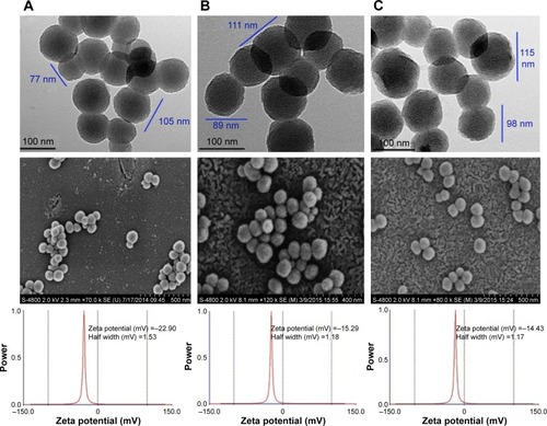 Figure 3 TEM images of (A) MSNS, (B) MSNS-6MP and (C) MSNS-6MP/CDDP.