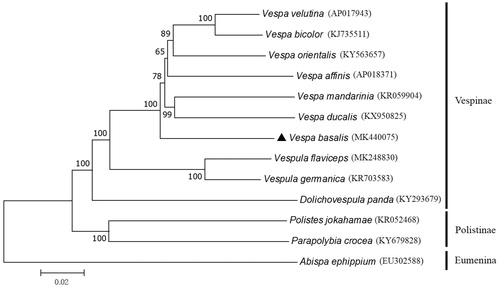 Figure 1. Phylogenetic tree showing the relationship between Vespa basalis and 12 other wasps based on neighbor-joining method. Abispa ephippium was used as an outgroup. GenBank accession numbers of each species were listed in the tree.