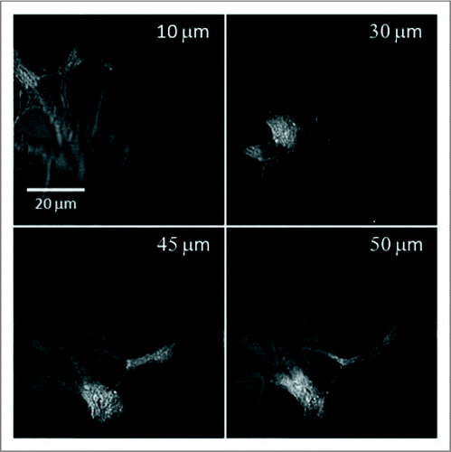 Figure 3 3-D structure of unstained neurites growing in a 1% CS gel matrix inspected by a laser-scanning CA RS microscope. Representative images at different depths show the 3-D distribution of the neurite growth. The number marked in each image indicates the depth relative to the bottom layer of neurite observed in the field of view.