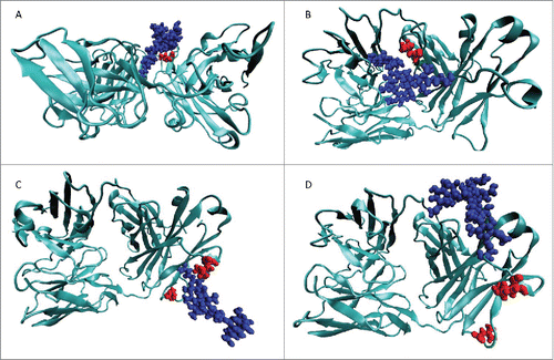 Figure 5. Representative structures from the MD for the 4 MD simulations of the hyperglycosylated variants. In all cases, the left of the image is the CDR and the right side is the hinge region. The protein structure is shown in teal, the glycosylation moiety is shown in blue, and the residues to be masked by the glycosylation motif are shown in red. (A) L118N hyperglycosylated variant designed to cover L180. (B) Q160N hyperglycosylated variant designed to cover L180. (C) E195N hyperglycosylated variant designed to cover L154 and L201. (D) Q160S hyperglycosylated variant designed to cover L154 and L201.