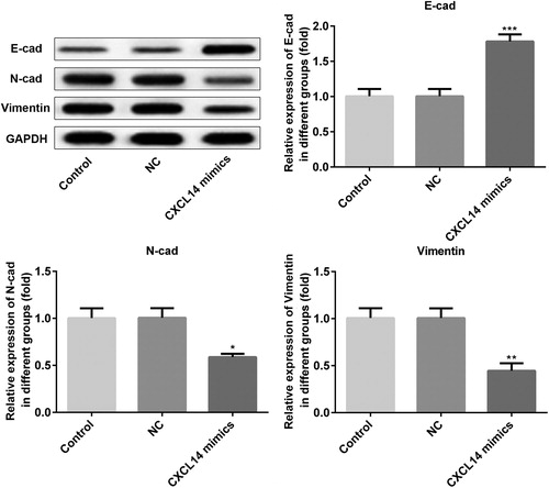 Figure 4. Protein expression levels of E-cad, N-cad, and Vimentin detected by Western blot. *P < 0.05, **P < 0.01, ***P < 0.001 versus NC. NC, negative control. All results were confirmed in at least three independent experiments.