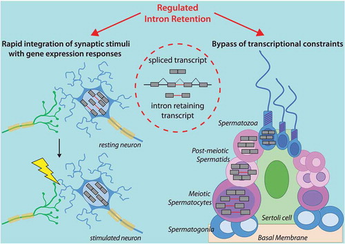 Figure 2. Regulated intron retention compensates physiological transcriptional constraints in neurons and male germ cells. Schematic representation of an intron retention event. The left panel illustrates the accumulation of intron-retaining transcript in resting neurons (upper) and prompt splicing of these introns in stimulated neurons (lower). This mechanisms ensures faster translation of synaptic stimuli in gene expression responses than de novo transcription alone. The right panel illustrates the accumulation of intron-retaining transcripts in meiotic cells which are later spliced in post-meiotic cells during the transcriptionally silent phases of spermatogenesis