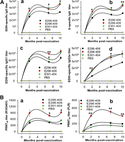 Fig. 2 ZIKV EDIII fragments induced long-term antibody responses and neutralizing antibodies against infection with two epidemic human ZIKV strains(A) Mouse sera collected before immunization and 2, 7, and 10 months post immunization with ZIKV EDIII fragments or PBS control were tested by ELISA for ZIKV EDIII (a) and/or E (b)-specific IgG, IgG1 (c), and IgG2a (d) antibodies. The antibody titers were expressed as the endpoint dilutions that remained positively detectable and are presented as the means ± SE of the mice in each group (n = 5). For EDIII-specific IgG (a), significant differences were observed between E298-409 and E296-406 at 2, 7, and 10 months (*P < 0.05), and between E296-406 and E301-404 at 10 months (*P < 0.05) post immunization. For E-specific IgG (b), significant differences were found between E298-409 and E296-406 at 2, 7 (*P < 0.05), and 10 months (**P < 0.01), and between E296-406 and E301-404 at 7 (*P < 0.05) and 10 months (**P < 0.01) post immunization. For IgG1, significant differences were noted between E298-409 and E296-406 (**P < 0.01), and between E298-409 and E301-404 (*P < 0.05) at 7 months post immunization. For IgG2a, significant differences occurred between E298-408 and E296-406 at 2 months (**P < 0.01), and between E298-409 or E301-404 and E296-406 (*P < 0.05) at 7 months post immunization. (B) The aforementioned sera were tested by PRNT assay against infection with ZIKV R103451 (a) or FLR (b) strain. The neutralizing antibody titers were expressed as PRNT50 and are presented as the means ± SE of the mice in each group (n = 5). Significant differences occurred between E298-409 and the other two EDIII fragments against R103451 (*P < 0.05) and FLR (**P < 0.01), respectively, at the indicated months post immunization. The experiments were repeated twice, and similar results were obtained