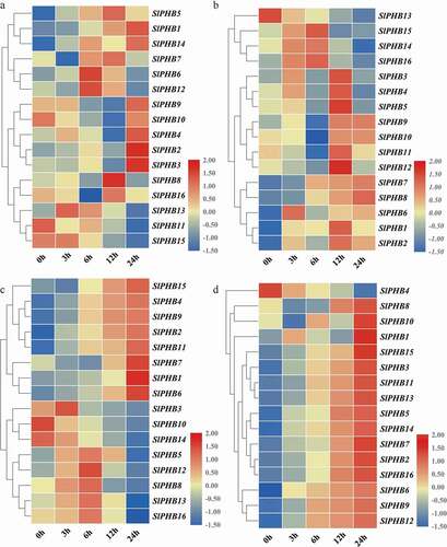 Figure 7. Phytohormone induced expression profile of SlPHB genes. (a) abscisic acid (ABA), (b) gibberellin (GA3), (c) auxin (IAA), (d) methyl jasmonate (MeJA) induced expression profile at 0 h, 3 h, 6 h, 12 h, and 24 h time points. A log2 transformed heatmap was generated using heatmapper program. Blue, white, and red color is corresponding to low, moderate, and high expressions. The genes were clustered by applying the Euclidean method.