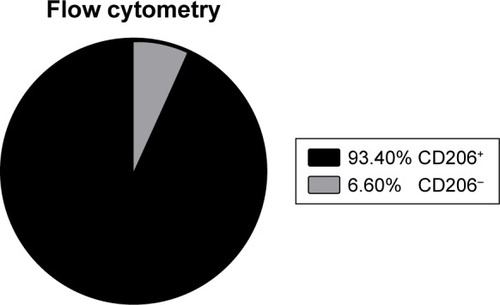 Figure 6 Percentage of CD206+ cells in the IL-4 simulated RAW264.7 cells, detected by flow cytometry.