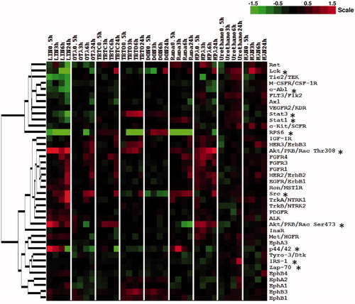 Figure 1. Unsupervised hierarchical clustering of the phosphorylation of 28 receptor tyrosine kinases and 11 important signaling nodes. Heat map visualizes phosphorylation of 28 receptor tyrosine kinases and 11 important signaling nodes (with *) in Jurkat cells after exposure to one of five immunotoxicants (e.g. lindane, ochratoxin A, TBTC, TBTO and DON), two immuno-suppressive drugs (rapamycin, mycophenolic acid) or two non-immunotoxicants (urethane, mannitol) for 0.5, 3, 6 and 24 h. Green represents a decrease in phosphorylation, red an increase in phosphorylation and black no change, as compared to the carrier control at each exposure timepoint. Color intensity is related to the 2-log ratio and is indicated by the bar. For interpretation of the references to color in this figure legend, the reader is referred to the online version of the article.