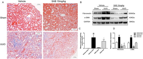 Figure 1. SAB alleviates renal fibrosis in the UUO model of CKD. (A) Renal fibrosis was assessed by Masson’s trichrome staining (magnification ×200, Bar = 100 μm). (B) Immunoblot analysis of FN and α-SMA expression. (C) Semiquantitative result of collagen area (n = 6). (D) Western blot quantification of FN and α-SMA levels (n = 6). Data represent mean ± SD. ##p < 0.01 vs. vehicle-sham; **p < 0.01 vs. vehicle-UUO.