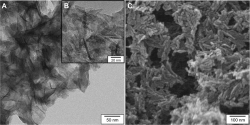 Figure 5 TEM image (A) of the coating with its ncHA embedded in the silica matrix. The silica matrix is a xerogel network and encloses the HA-crystals (B). SEM image of the coated surface (C) shows the porosity in the nanometer scale.Abbreviations: TEM, transmission electron microscopy; SEM, scanning electron micrographs; ncHA, nanocrystalline hydroxyapatite; HA, hydroxyapatite.