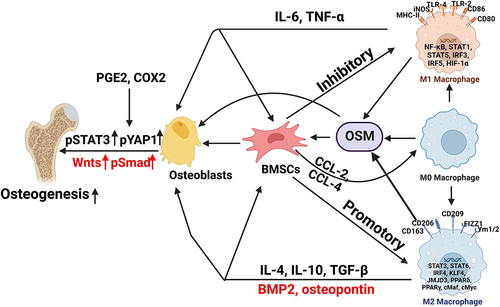 Figure 2 Association between osteogenesis and macrophage polarization in the development of GIONFH. The M0, M1 and M2 phenotypes are all beneficial for osteogenesis by activating the OSM signaling pathway, and the M1-type macrophages had the greatest effect on bone formation. BMSCs secrete CCL-2 and CCL-4, the main chemoattractants for monocytes and macrophages. Meanwhile, Bone macrophages also interact with osteoblasts, which derive from BMSCs (“Created with BioRender.com”).