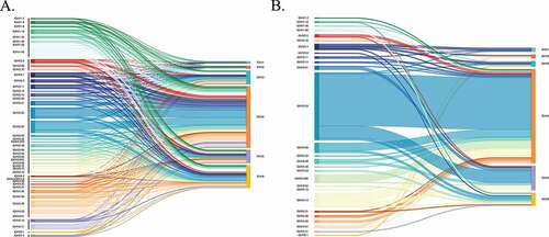 Figure 2. Frequency and pairing of V and J genes within single cell (b) and repertoire (a) heavy chains. V genes are shown on the left and J genes are shown on the right of each diagram. V/J pairing is represented by a horizontal-colored line joining the respective V and J gene. Single-cell data was collapsed to unique chains. (A) V/J gene frequency and pairing in repertoire heavy chains from Donor 1, including both self-reactive, and non-self-reactive clones. (B) V/J gene frequency and pairing in heavy chains from recovered self-reactive single-cell clones from Donor 1