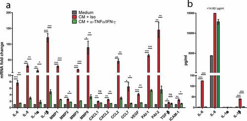 Figure 6. Senescence-associated secretory phenotype (SASP) induction in response to slanMo/NK cell co-culture CM. (A) SK-Mel-28 cells were treated as described before with co-culture conditioned medium (CM) and TNF-α and IFN-γ neutralization (α-TNF-α/IFN-γ). A panel of SASP-associated markers was analyzed by qPCR. Cumulative data from 3 biological replicates. (B) The cell-free-conditioned medium from SK-Mel-28 cells reseeded after treatment with slanMo/NK cell CM was analyzed for several soluble factors by Legendplex analysis. Cumulative data from three biological replicates. Data are presented as mean ±SEM and p values were assessed using unpaired t-test with *p < .05, **p < .01, ***p < .001.