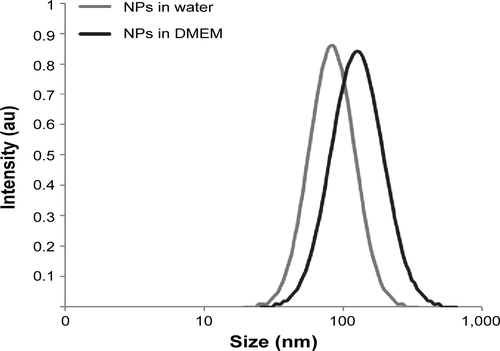 Figure S3 Dynamic light scattering curves of silica nanoparticles in water and in Dulbecco’s Modified Eagle’s Medium.Abbreviations: DMEM, Dulbecco’s Modified Eagle’s Medium; NPs, silica nanoparticles.