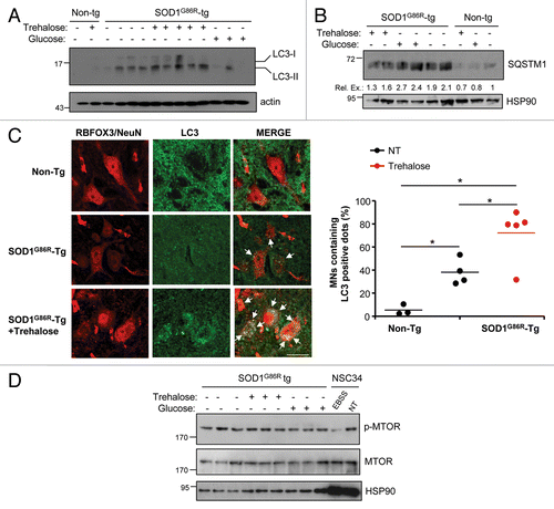 Figure 4. Treatment of mutant SOD1 transgenic mice with trehalose induces autophagy in spinal cord motoneurons. (A) LC3 expression was determined in spinal cord samples derived from SOD1G86R transgenic or nontransgenic mice (Non-Tg) treated with trehalose, glucose, or PBS. Tissue was collected at the symptomatic phase of the disease. HSP90 levels were monitored as loading control. Each well represents an independent animal. (B) In parallel, SQSTM1 levels were monitored by western blot. The relative expression (Rel. Ex.) level in each well was quantified and normalized to HSP90 and presented as a fold induction in comparison with the expression observed in nontransgenic untreated animals. (C) LC3 distribution was assessed by indirect immunofluorescence (green) in motoneurons of animals treated as described in Figure 1. Motoneurons were identified after staining with RBFOX3/NeuN (red), in combination with the identification of their morphology, size and distribution (left panel). Right panel: The percentage of RBFOX3/NeuN-positive neurons containing LC3 positive dots (> 3 puncta per cell) was quantified. Mean is presented with a line. p values were calculated with Student’s t-test, *p < 0.01 (Scale bar: 20 μm). (D) Phosphorylation of MTOR was determined by western blot in samples presented in (A). Total MTOR and HSP90 were analyzed as control. As positive control, NSC34 motoneuron cells were treated with EBSS to induce nutrient starvation and analyzed in the same gel.