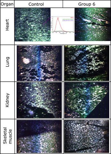 Figure 7 Hyperspectral images of inflammatory response on the same, but unstained samples as used for Figure 6.Note: Inset shows the corresponding spectra of the marked points (red for NP-treated, green and purple - control).
