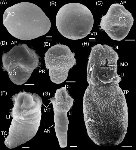 Figure 4. Embryonic stages and larvae of P. agassizii. SEM micrographs. A–G – stages rared in the laboratory, H – larvae from plankton. A–B, eggs; C–E, trochophores; F–H, pelagospheras. A: 2 h, lateral view; B: 2 h, view from vegetal pole; C: 9 h; D: 70 H; E: 80 h; F: 10 days; G: 15 days; H: 1 month. Bars: A–C 10 µ, D–G 20 µ, H 60 µ. White arrowhead indicates sensory groove. AD, apical depression; AN, anus; AP, tuft of apical cilia; DL, dorso-lateral ciliary lobes; LI, lip; MO, mouth; MT, metatroch; PR, prototroch; TP, trunk papillae; VD, vegetal depression.