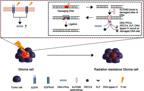 Figure 2 The radiotherapy resistance mechanism in glioma cell. After the break of DNA, Ku70/Ku80 heterodimers bind to damaged ends of DNA and triggers the recruitment of overexpressed DNA-PKcs from EGFRvIII to the damaged DNA ends. Then, XRCC4, DNA ligase IV and XLF subsequently bind to the damaged ends of DNA for the ligation.