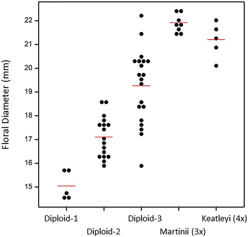 Figure 2. Flower diameter of three diploid varieties (plants 1, 2 and 3), one triploid variety (Leptospermum scoparium ‘Martinii’) and one tetraploid variety (L. ‘Keatleyi’). Means are indicated by the horizontal bars.