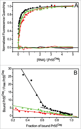 Figure 6. Analysis of Pr55Gag interaction with gRNA and svRNAs: determination of the classes of binding sites. (A) Increasing RNAs concentrations were added to 100 nM Pr55Gag. The experimental curves resulting from Pr55Gag association to N1-600WT (black squares) were fitted with a Scatchard-like equation corresponding to a 2-binding sites model, while the experimental curves corresponding to Pr55Gag association to N1-600VPR (red circles) and N1-600TAT (green triangles) RNAs were fitted according to the Scatchard model (Table 4).Citation111 (B) The Scatchard plot relative to gRNA did not display a linear pattern, confirming the presence of 2 classes of binding sites, while the plots relative to svRNAs yielded a linear pattern, confirming the presence of only one class of binding site.