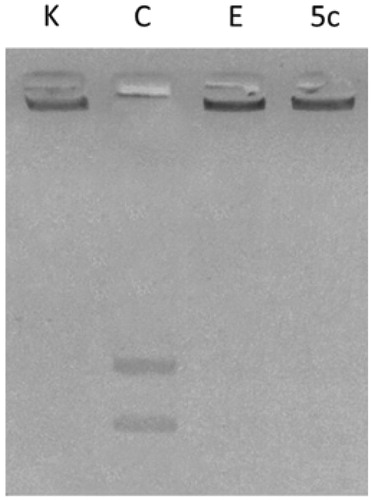Figure 2. hTopoII inhibition assay. kDNA was incubated with human Topoisomerase II in the absence (lane C, vehicle DMSO) or presence of compound 5c (lane 5c) or Ellipticine (lane E) at 10 and 50 µM, respectively. Lane K, kinetoplast DNA (kDNA).