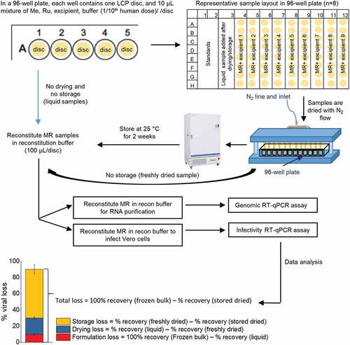 Figure 2. Overview of formulation experiments to assess the stability of Me and Ru (MeRu) viruses using a scaled-down lab model of NanopatchTM coating/drying process. Flowchart shows the preparation of MeRu samples in various formulations at targeted titer of 102.02 CCID50/disc for each virus (1/10 human dose), loading of samples into 96-well plates with LCP discs, drying by nitrogen, incubation of dried samples under various storage conditions, reconstitution of samples, and then determination of viral titers and genomes by infectivity and genomic RT-qPCR assays. The bottom panel shows the data analysis procedure to determine % losses of viral titers and viral particles during formulation, drying and storage. The values of each sample were normalized to frozen bulk stored at −80°C (100%)