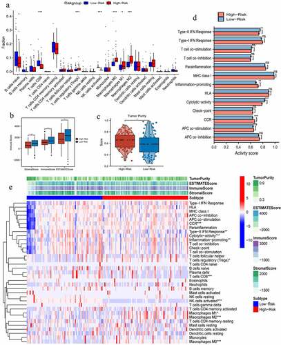 Figure 5. The effects of pyroptosis-related risk score on tumor immune microenvironment. (a) The differences in infiltrating levels of 22 lymphocyte subtypes between high- and low-PR risk groups. (b) The differences in immune scores between different PR risk groups. (c) The differences in tumor purity between different PR risk groups. (d) The differences in activities of 13 immune-related pathways between different PR risk groups. (e) The immune heat map depicts different immune landscapes of high- and low-PR risk levels. PR, pyroptosis-related; *p < 0.05, **p < 0.01, ***p < 0.001.