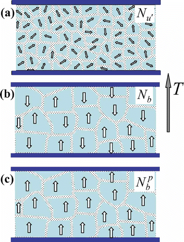 Figure 10. Cross-section of a model nematic sample consisting of polar clusters. The directional disposition of the clusters is illustrated for (a) the macroscopically uniaxial phase Nu', (b) the biaxial apolar phase Nb and (c) the biaxial polar phase Nb p . The axis of the assumed perfect molecular alignment is perpendicular to the plane of the figure in all cases (reprinted with permission from Peroukidis et al. (Citation 26 )).