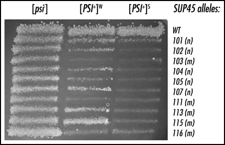 Figure 1 Synthetic lethality between [PSI+] and mutant alleles of SUP45. [PSI+]S, [PSI+]W and [psi-] derivatives of the strain 1A-D1628 [pRS316/SUP45] were transformed with the plasmids pRS315/SUP45 or pRS315/sup45. Resulting transformants were replica plated to 5-FOA medium to select against the URA3 plasmid pRS316/SUP45, and photographed after five days of incubation. Strong variant of [PSI+] ([PSI+]S) reveals synthetic lethality with sup45 missense (m) and nonsense (n) alleles whereas weak variant of [PSI+] ([PSI+]W) demonstrates lethality with some missense alleles and sublethality with all tested nonsense alleles of SUP45 gene.
