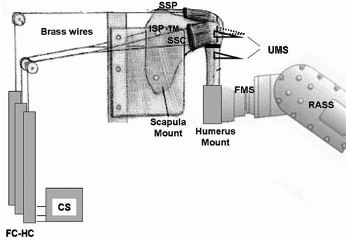 Figure 3. The experimental setup. SSP: M. supraspinatus; ISP-TM: M. infraspinatus and m. teres minor; SSC: M. subscapularis; UMS: ultrasonic measuring system; FMS: force moment sensor; RASS: robot-assisted shoulder simulator; FC-HC: force-controlled hydraulic cylinder; CS: control station.