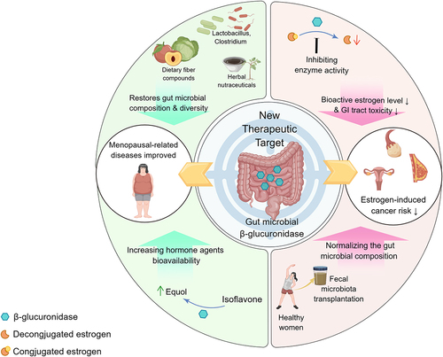 Figure 3. Gut β-glucuronidase is emerging as a new therapeutic target in the improvement of menopausal disorders such as menopausal syndrome, as well as in the prevention and treatment of gynecological cancers. As for improving menopausal symptoms, the composition and diversity of the gut microbiota can be normalized through the intake of dietary fiber, herbal nutrients, and beneficial gut microbiota, and by increasing the bioavailability of estrogenic agents, such as soy isoflavones, which can be converted into efficiently absorbed estradiol. In the prevention and treatment of gynecological cancers, by inhibiting gmGUS enzyme activity and reducing the level of biologically active estrogens, and reducing the intestinal side effects of anti-cancer drugs, which exerts a synergistic effect and suppress the progression of gynecological cancers.