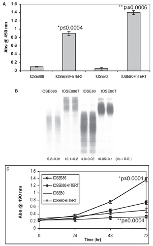 Figure 1 hTERT expression extends mean telomeric length and increases cell growth.IOSE686 and IOSE80 cells were transfected ± hTERT cDNA and assayed for telomerase activity by PCR-ELISA (A), mean telomeric length by Southern blot analysis (B), and short term growth in cell culture by MTS assay (C). Telomerase activity and cell growth are expressed as the absorbance at 450 nm and 490 nm, respectively, ± SE while mean telomeric length is expressed as average kb ± SE.