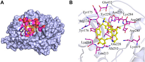Figure 5 Molecular docking simulation of tetrandrine to Akt1. (A) Holistic Big picture. (B) Local picture.