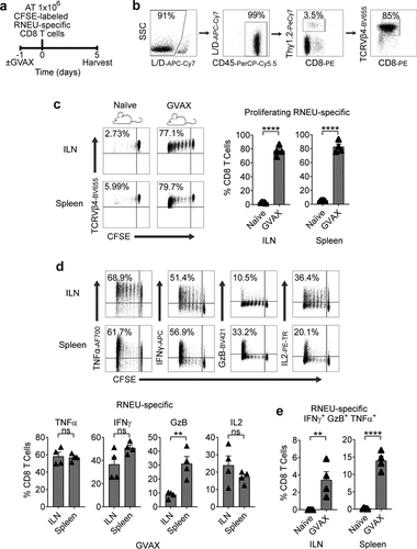 Figure 2. GVAX Vaccination Induces a Systemic Cytotoxic CD8 T Cell Response to Rat-Neu Neoantigen.