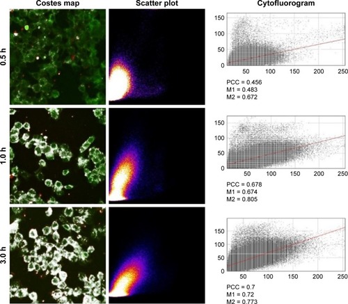 Figure 6 Image correlation analysis with ImageJ Costes map, scatter plot and cytofluorogram for the images as shown in Figure 5.Notes: M1 and M2 represent the Manders correlation coefficients. All images were taken with 40× magnification.Abbreviation: PCC, Pearson’s correlation coefficient.