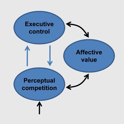 Figure 2. Cognitive-emotional interactions. Affective value interacts with both perceptual and executive processes.