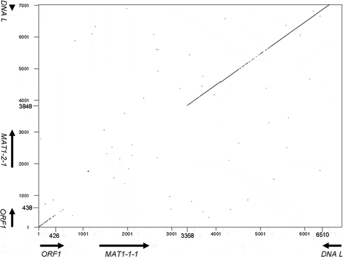 Fig. 3 Dot-plot comparison of MAT loci. The MAT1-1 idiomorph starts from 355 bp and ends at 3295 bp. The MAT1-2 idiomorph starts from 133 bp and ends at 3551 bp. Each ORF is indicated as arrows