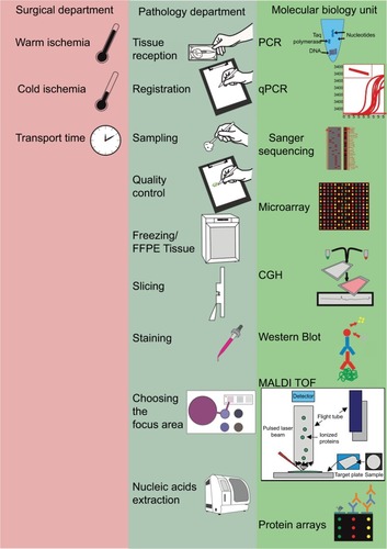 Figure 1 Overview of the general responsibilities of surgical, pathology, and molecular medicine departments in the tissue analysis flow.Note: The pathology departments are at the core of tissue analysis, thus ensuring the quality control for tissue processing in all of the departments involved in biomedical research and in state-of-the-art molecular analyses.Abbreviations: CGH, chorionic gonadotrophin; FFPE, formalin-fixed paraffin-embedded; MALDI TOF, mass spectrometry; PCR, polymerase chain reaction; qPCR, quantitative PCR.