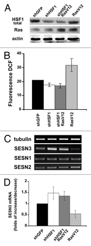 Figure 6. Ras introduction in HaCaT expressing shHSF1 doesn’t influence either ROS level or sestrins expression. (A) Cells expressing shHSF1 (or shGFP), RasV12 and shHSF1 together with RasV12 were subjected to western blot analysis using anti-HSF1, anti-panRas and anti-actin (as loading control) antibodies. (B) Average indices of total DCF fluorescence of 104 cells (in each case summarized data of three independent experiments are shown). (C) RT-PCR of SESN1, SESN2 and SESN3 mRNAs; tubulin mRNA was analyzed as loading control. (D) The relative intensity of SESN3 bands estimated according the results of four experiments, means ± SE are given.