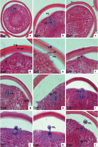 Figure 2. Light microscopic analysis of sperm penetration into egg and first meiosis. (a) Unfertilized mature egg showing the long axis of spindle positioned perpendicularly to the plasma membrane and with chromosomes arranged and ordered in the equatorial plate. (b) Magnification of Figure 2a. (c) Sperm binding to vitelline membrane. (d) The acrosomal filament penetrates through the egg envelope and contacts the plasma membrane at a site where the ooplasm protrudes to form a fertilization cone. (e) A sperm penetrating into the egg, showing the head of the sperm embedded in the egg envelope and the fertilization cone drawing back. (f) The sperm head entering the fertilization cone after it has penetrated the egg envelope. (g) The sperm in the egg located at the periphery of the ooplasm. (h) Anaphase of the first meiosis showing chromosomes drawn by spindle fibres separating from each other and moving towards the two opposite poles. (i) Anaphase of the first meiosis showing the separated chromosomes arriving at the two opposite poles. (j) At the telophase of the first meiosis, the plasma membrane is lifted up by the chromosomes. (k) At the telophase of the first meiosis, the plasma membrane invaginates and breaks up. (l) The first polar body is extruded, and the sperm nucleus begins to expand. FN, female nucleus; PS, perivitelline space; CH, chromosome; S, sperm; AF, acrosomal filament; PM, plasma membrane; SN, sperm nucleus; PB1, the first polar body.