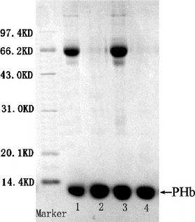 Figure 7 SDS-PAGE pattern of purified PHb and hemolysate Band 2, 4, purified PHb Band 1, 3, hemolysate.