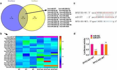 Figure 4. RFX3-AS1 targeted miR-577. A. The miRNA targets of RFX3-AS1 were searched through two online databases, including Starbase and LncBase v.2. The Venny’s diagram was utilized for analyzing the common miRNA targets of the two databases. The results exhibited that 22 miRNAs were potential targets of RFX3-AS1. B. qRT-PCR was performed for evaluating the 22 miRNAs in A549 cells transfected with RFX3-AS1 overexpression plasmids. C. The binding sites between RFX3-AS1 and miR-577 were shown. D. The dual-luciferase reporter assay was performed in 293 T cells to verify the binding relationship between miR-577 and RFX3-AS1. NS P > 0.05, ***P < 0.001(vs.miR-NC group) N = 3.