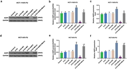 Figure 5. AQP5 is regulated by miR-185-3p in 5-FU-insensitive CRC cells treated by 5-FU.