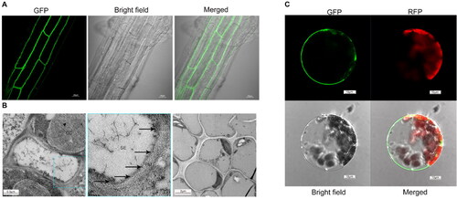 Figure 2. Subcellular localization of AtSUC4. (A) Root image of GFP fusion to the C-terminus of AtSUC4 by stable transformation. (B) Detection of AtSUC4 localization by immune colloidal gold. SE: sieve element, CC: companion cell, PM: plasma membrane. The black arrow represents the gold particles. The right image served as a negative control. (C) The subcellular localization of a GFP fusion to the C-terminus of AtSUC4 by transient transformation of Arabidopsis protoplasts. GFP and RFP indicated the fluorescence of AtSUC4-GFP fusion protein and chlorophyll auto-fluorescence, respectively.