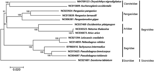 Figure 1. Phylogenetic tree of Chrysichthys nigrodigitatus within Siluriformes Order. Phlyogenetic tree of complete genome was constructed by MEGA7 software with minimum evolution (ME) algorithm with 1000 boothstrap replications. GenBank accession numbers were shown followed by each scientific name. The sequence data for phylogenetic analyses used in this study were as follows: Chrysichthys nigrodigitatus (MH709123), Auchenoglanis occidentalis (NC015809), Natuma thalassina (NC030323), Arius arius (NC036673), Occidentarius platypogon (NC037469), Pangasianodon gigas (NC006381), Pangasius larnaudi (NC015839), Pangasius pangasius (NC023924), Leiocassis crassilabris (NC021394), Pelteobagrus nitidus (NC014859), Tachysurus intermedius (KY962416), Pseudobagrus brevicorpus (NC015625) Pseudobagrus tokiensis (NC004697), and Exostoma labiatum (NC021601).