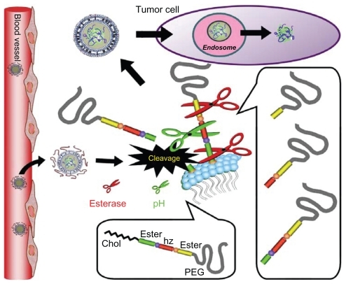 Figure 1 Schematic diagram of the strategy for double cleavable smart mPEG-Hz-CHEMS-modified liposomes.Abbreviation: mPEG-Hz-CHEMS, methoxy polyethylene glycol 2000-hydrazone-cholesteryl hemisuccinate.