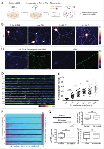Figure 1. Visualization of newly synthesized RNA in cultured hippocampal neurons. (A) Illustration of the method. (B) An increase in the somatic and dendritic RNA signal is observed with increasing concentrations of EU. Fire lookup table (LUT) represents fluorescence intensity of labeled RNA (pixel intensities 0–255). Arrowheads (purple) indicate RNA granules. Scale bar for B and C, 50 μm (C) Block of transcription or absence of EU results in a severely diminished nascent RNA signal. The dendrites were detected using an anti-MAP2 antibody (green). (D) Representative straightened dendrites following 5 mM EU for the indicated treatment times. Left, proximal; right, distal. Scale bar 20 μm. LUT, Fire (pixel intensities 0–255) (E) Mean intensity of the nascent RNA fluorescence in MAP2-defined dendritic area. Per time point, 20–42 dendrites from 2 independent experiments were analyzed. ****p < 0.0001, *p = 0.0254, n.s. (non significant) p = 0.6304, *p = 0.0313, respectively. (F) Heatmap shows the RNA signal along the dendrite. LUT, Spring. (G) Electrical and synaptic properties after 5 mM EU treatment for 12 h. Upper-left, representative traces of mEPSCs from the control and EU-treated neurons; upper-right, mEPSCs amplitude in control (n = 7) and EU-treated neurons (n = 7), p = 0.8844; lower-left, mEPSC frequency in control (n = 7) and EU-treated neurons (n = 7), p = 0.6342, lower-right, resting potential in control (n = 8) and EU-treated neurons (n = 8), p = 0.9707.