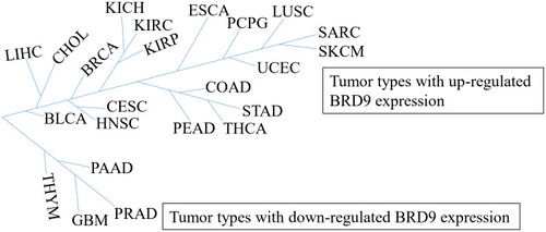 Figure 1 The tumor types with BRD9 differential expression. BDR9 is highly expressed in 19 cancer types including CHOL, LIHC, and BRCA, but is lowly expressed in four cancer types, such as THYM, PAAD, GBM and PRAD. According to the AIPuFu database, the URL: http://www.aipufu.com/index.html.