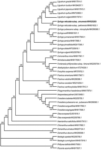 Figure 1. Maximum-likelihood (ML) tree of 39 species in the family Oleaceae based on the complete chloroplast sequences. Numbers above branches are bootstrap percentages (based on 1000 replicates).