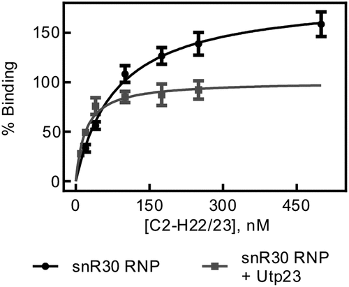 Figure 6. rRNA binding by snR30 RNP in presence of Utp23. Nitrocellulose filtration was used to quantify binding of the snR30 RNP (5 nM) to the region of 18S rRNA comprising the ES6 and flanking helices (C2-H22/23, Fig. 4)) in the presence of 5 nM Upt23. For comparison, binding of snR30 RNP to this rRNA fragment in the absence of Utp23 is also shown (same as in Fig. 4C). Hyperbolic fitting determined that snR30 RNP binds rRNA in the presence of Utp23 with a dissociation constant of 20 ± 5 nM and an amplitude of 101 ± 6%.