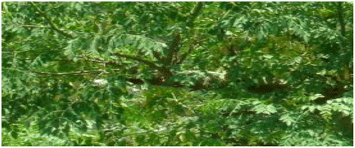 Figure 2. Moringa stenopetala plant in the backyard of a farmer in southern Ethiopia.